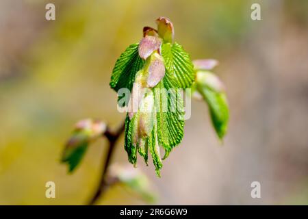 Wych Elm (Ulmus glabra), Nahaufnahme der neuen Blätter des Baumes, die im Frühlingssonnenschein aus ihren Knospen hervortreten. Stockfoto