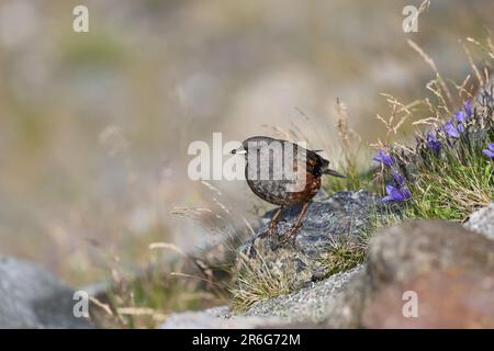 Alpine beobachtet (Prunella Collaris) in Japan Stockfoto