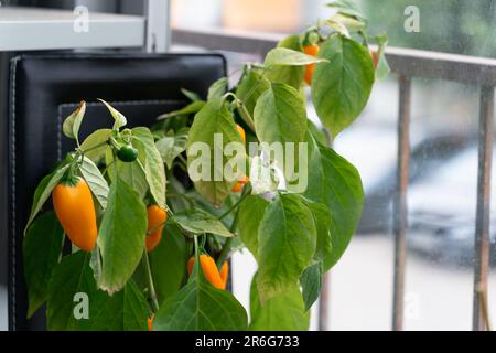 Nahaufnahme eines Buschs heißer Chili-Paprika NuMex Pumpkin Spice Chili mit gelben Früchten, die zu Hause auf dem Balkon angebaut werden. Stockfoto