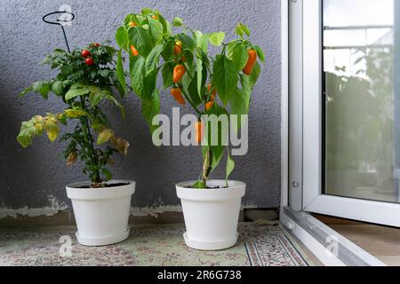 Auf dem Balkon wachsen Sträucher von Pflanzen. Kirschtomaten, winzige Tim Tomate und heiße Chili NuMex Kürbis Gewürzchips in weißen Töpfen mit reifen Früchten. Stockfoto