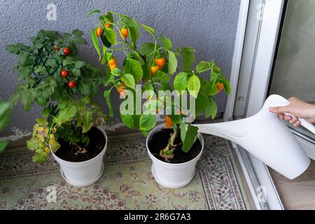 Eine Frau gießt Büsche von Gemüse, das auf dem Balkon angebaut wurde, Tomaten und Chili-Paprika aus einer weißen Gießkanne. Stockfoto