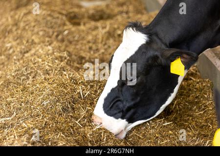 Landwirtschaftliche Konzept, Tagebuch Kühe essen ein Heu in modernen freien Viehstall oder Kuhstall für die Destillation von Milch, Tier-und Lebensmittelkonzept Stockfoto