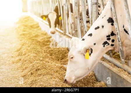 Landwirtschaftliche Konzept, Tagebuch Kühe essen ein Heu in modernen freien Viehstall oder Kuhstall für die Destillation von Milch, Tier-und Lebensmittelkonzept Stockfoto