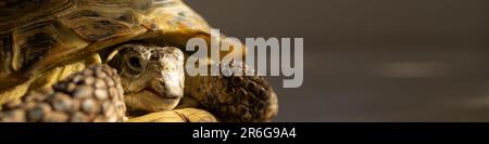 Banner 4:1 Landschildkröte krabbelt auf dem Boden im Zimmer Stockfoto