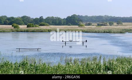 Saxmundham, Suffolk - 9. Juni 2023 : Naturschutzgebiet Minsmere unter Bedrohung durch den Bau von Sizewell C. Blick auf Island Mere von der Haut. Stockfoto