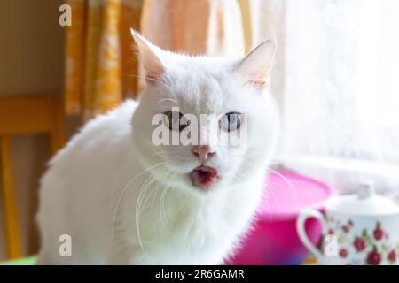 Weiße Katze mit anderen Augen, Nahaufnahme, lustige Emotionen Stockfoto
