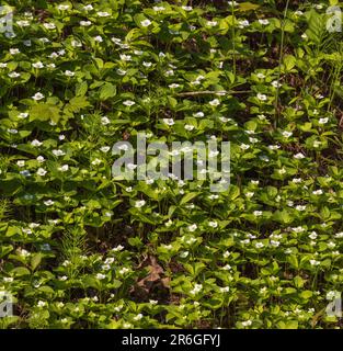 Bunchberry wächst am Straßenrand in Clam Lake, Wisconsin. Stockfoto