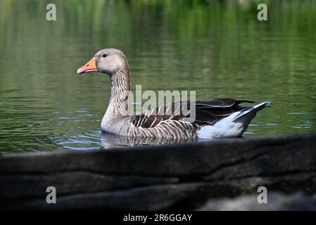 Wenn der britische Sommer schließlich in Greylag Gänse untergeht, schwimmen Sie im See und machen Sie es sich für den Sommer bequem, in dem viele aus Europa hergeflogen sind. Die Greylag Gans ist der Vorfahre der meisten Hausgänse und die größte und sperrigste der Wildgänse, die in Großbritannien und Europa heimisch sind Wandern Sie nach Island und Nord - und Mitteleuropa , und überwintern Sie von Schottland , von Süden nach Nordafrika und von Osten nach Iran . Stockfoto