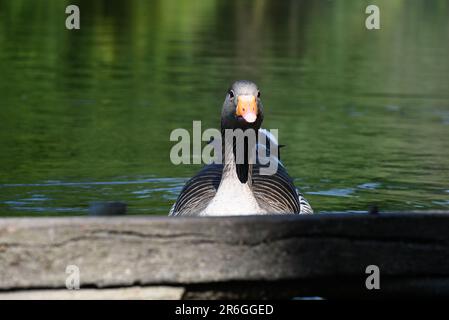 Wenn der britische Sommer schließlich in Greylag Gänse untergeht, schwimmen Sie im See und machen Sie es sich für den Sommer bequem, in dem viele aus Europa hergeflogen sind. Die Greylag Gans ist der Vorfahre der meisten Hausgänse und die größte und sperrigste der Wildgänse, die in Großbritannien und Europa heimisch sind Wandern Sie nach Island und Nord - und Mitteleuropa , und überwintern Sie von Schottland , von Süden nach Nordafrika und von Osten nach Iran . Stockfoto