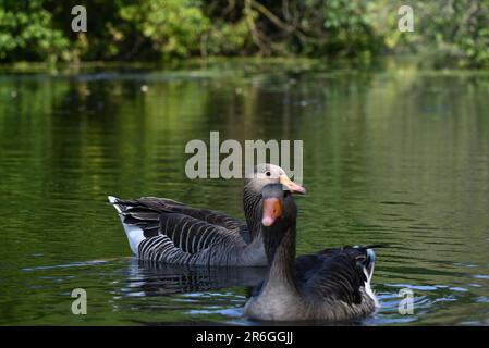 Wenn der britische Sommer schließlich in Greylag Gänse untergeht, schwimmen Sie im See und machen Sie es sich für den Sommer bequem, in dem viele aus Europa hergeflogen sind. Die Greylag Gans ist der Vorfahre der meisten Hausgänse und die größte und sperrigste der Wildgänse, die in Großbritannien und Europa heimisch sind Wandern Sie nach Island und Nord - und Mitteleuropa , und überwintern Sie von Schottland , von Süden nach Nordafrika und von Osten nach Iran . Stockfoto