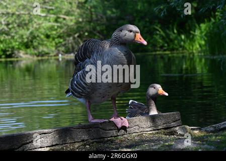 Die Gänse der Graupelhaine reisen im Frühjahr in ihre nördlichen Brutgebiete und nisten sich in Moorlandungen, Sümpfen, Seen und Küsteninseln. Normalerweise paaren sie sich lebenslang und nisten auf dem Boden inmitten der Vegetation. Eine Kupplung von drei bis fünf Eiern wird gelegt; das Weibchen brütet die Eier und beide Eltern verteidigen und unterstützen die Jungen. Die Vögel bleiben als Familiengruppe zusammen, wandern im Herbst als Teil einer Herde nach Süden und trennen sich im folgenden Jahr. Im Winter bewohnen sie halbaquatische Lebensräume, Flussmündungen, Sümpfe und überflutete Felder, ernähren sich von Gras und verbrauchen häufig landwirtschaftliche Nutzpflanzen. Stockfoto