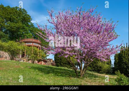 Sonnentempel im Botanischen Garten, Gleisweiler, Pfalz, Rheinland-Pfalz, Deutschland, Europa Stockfoto