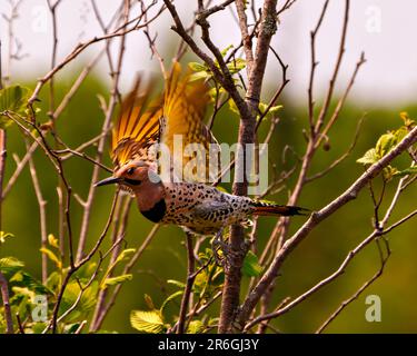 Northern Flicker, männlich, fliegend mit Flügeln mit Waldhintergrund in seiner Umgebung und Umgebung. Flackerbild. Porträt. Stockfoto