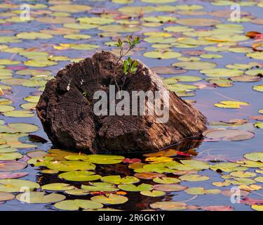 Alter Holzstumpf mit neuem Wachstumskeim auf dem Stumpf im Wasser mit Lilienpolstern in einem Sumpfwasser. Stumpffoto. Stockfoto