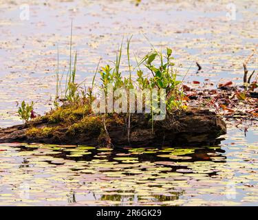 Alter Holzstumpf mit neuem Wachstumskeim auf dem Stumpf im Wasser mit Lilienpolstern in einem Sumpfwasser. Stumpffoto. Stockfoto