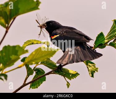 Red-Winged Blackbird, männliche Nahaufnahme, hoch oben auf einem Zweig mit grauem Himmelshintergrund mit einer Libelle im Schnabel und gespreiztem Schwanz. Stockfoto