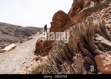 Panoramablick auf die berühmte Amtoudi-Schlucht im Antiatlasgebirge, Marokko Stockfoto