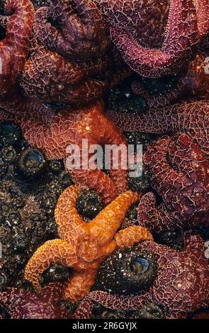 Felsformationen bei Ebbe mit Seesternen, Seeanemonen, Sonnenuntergang aus nächster Nähe mit Mustern an der südlichen Küste von Cape Sebastian, Oregon, USA Stockfoto