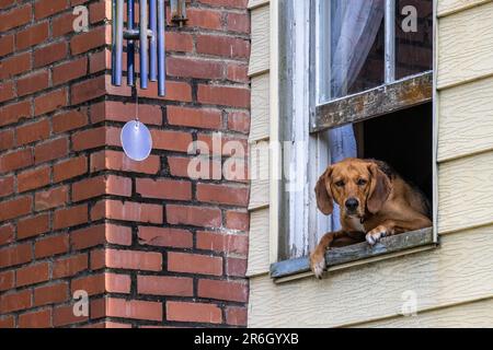 Ein neugieriger Hund, der die Leute und Autos, die an seinem Haus vorbeifahren, von einem offenen Fenster in Tybee Island, Georgia, aus beobachtet. (USA) Stockfoto