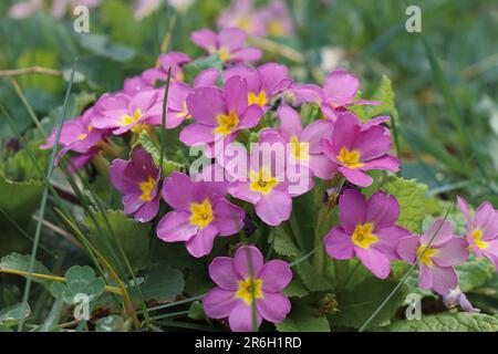 Violette Primueln. Plantae. Primula vulgaris. Primula acaulis Stockfoto