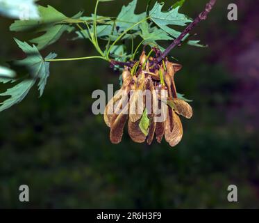 Grüne Ahornblätter und Samen. Zuckerapfel oder Acer saccharum. Stockfoto