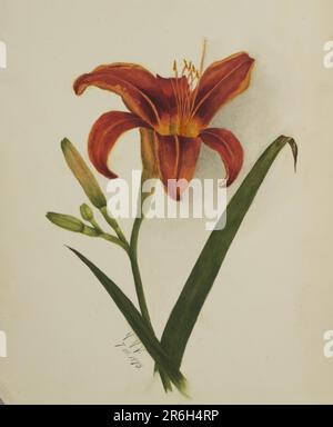 Unbenannt (Lily). Datum: 1875. Aquarell auf Papier. Museum: Smithsonian American Art Museum. Stockfoto