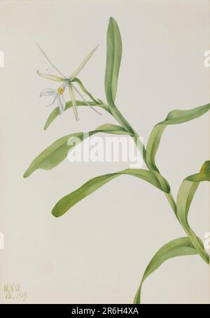 Weißes Epidendrum (Epidendrum nocturnum). Datum: 1919. Aquarell auf Papier. Museum: Smithsonian American Art Museum. Stockfoto