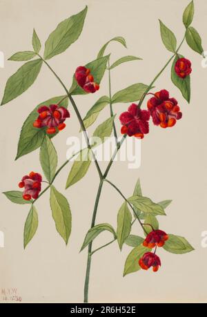 Erdbeerbusch-'Hearts Bustin' with Love' (Euonymus Americanus). Aquarell auf Papier. Datum: 1930. Museum: Smithsonian American Art Museum. Stockfoto