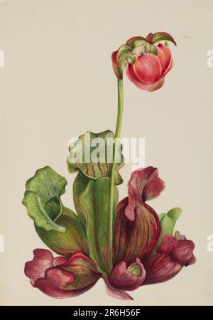 Die Pitcherplantage (Sarracenia purpurea venosa) Datum: 1931. Aquarell auf Papier. Museum: Smithsonian American Art Museum. Stockfoto