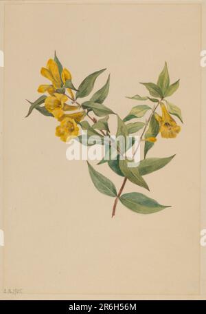 Gelbes Jessamin (Gelsemium sempervirens). Datum: 1905. Aquarell auf Papier. Museum: Smithsonian American Art Museum. Stockfoto