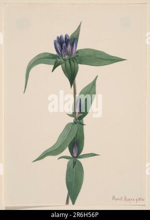 Flasche Gentian (Gentiana saponaria). Datum: 1905. Aquarell auf Papier. Museum: Smithsonian American Art Museum. Stockfoto