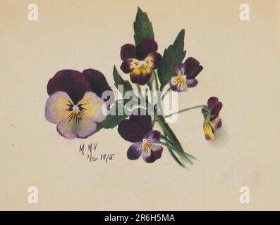 Unbenannt (Pansies). Datum: 1875. Aquarell auf Papier. Museum: Smithsonian American Art Museum. Stockfoto