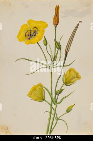 Goldenbowl Mariposa (Calochortus claratus). Datum: 1926. Aquarell auf Papier. Museum: Smithsonian American Art Museum. Stockfoto