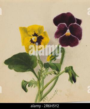 Unbenannt (Pansies). Datum: 1875. Aquarell auf Papier. Museum: Smithsonian American Art Museum. Stockfoto