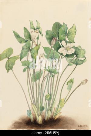 Twinleaf (Jeffersonia diphylla) Datum: 1919. Aquarell auf Papier. Museum: Smithsonian American Art Museum. Stockfoto