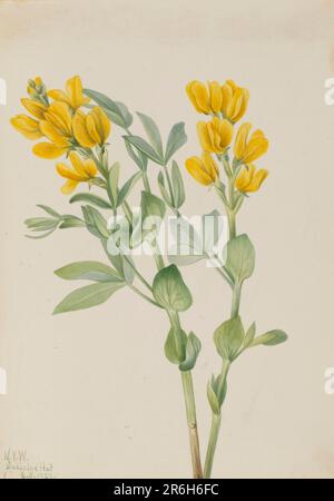 Goldenpea (Thermopsis rhombifolia). Aquarell auf Papier. Datum: 1923. Museum: Smithsonian American Art Museum. Stockfoto
