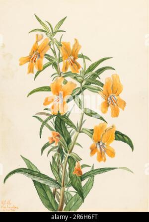 Buff Monkeyflower (Diplacus longiflorus). Datum: 1926. Aquarell auf Papier. Museum: Smithsonian American Art Museum. Stockfoto