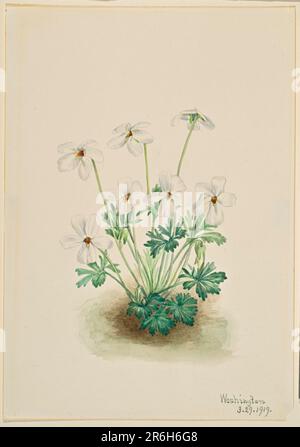 Pansy Violet (Viola pedata) Datum: 1919. Aquarell auf Papier. Museum: Smithsonian American Art Museum. Stockfoto