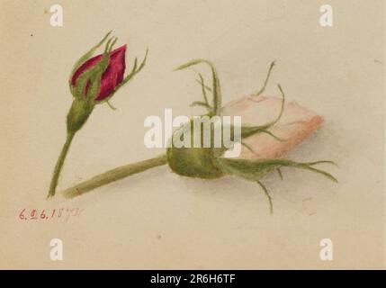 Unbenannt (Rosebuds). Datum: 1874. Aquarell auf Papier. Museum: Smithsonian American Art Museum. Stockfoto