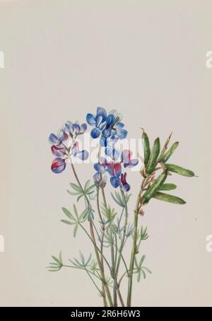 Unbenannt--Blumenstudie. Aquarell auf Papier. Datum: Ca. 1900-1930. Museum: Smithsonian American Art Museum. Stockfoto