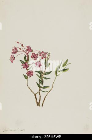 Felsengebirgskalmia (Kalmia microphylla). Datum: N. d. Aquarell auf Papier. Museum: Smithsonian American Art Museum. Stockfoto