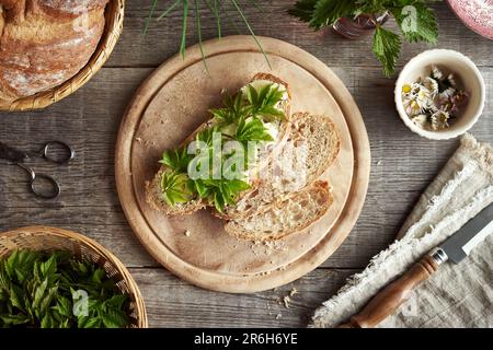 Junge Goutweed-Blätter, die im Frühling auf einer Scheibe Sauerteigbrot geerntet wurden, Draufsicht Stockfoto