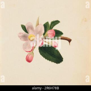 (Unbenannt--Blumenstudie). Datum: Ca. 1876. Aquarelle auf Papier. Museum: Smithsonian American Art Museum. Stockfoto