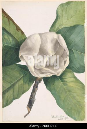 Südliche Magnolie (Magnolia grandiflora). Datum: 1918. Aquarell auf Papier. Museum: Smithsonian American Art Museum. Stockfoto