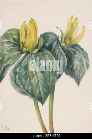 Whippoorwill Flower (Trillium hugeri) Aquarell auf Papier. Datum: 1937. Museum: Smithsonian American Art Museum. Stockfoto