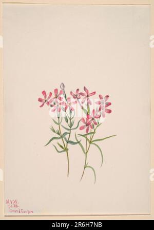 Phlox stansburyi. Aquarell auf Papier. Datum: 1938. Museum: Smithsonian American Art Museum. Stockfoto