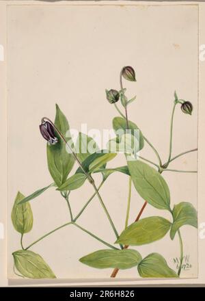 Lederblume (Clematis viorna). Datum: 1920. Aquarell auf Papier. Museum: Smithsonian American Art Museum. Stockfoto