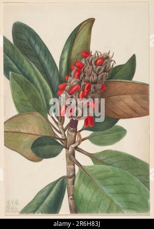 Südliche Magnolie (Magnolia grandiflora). Aquarell auf Papier. Datum: 1923. Museum: Smithsonian American Art Museum. Stockfoto