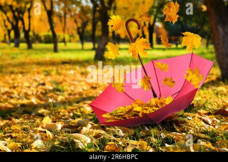 Herbstatmosphäre. Goldene Blätter fallen an sonnigen Tagen in einen rosa Regenschirm im wunderschönen Park Stockfoto