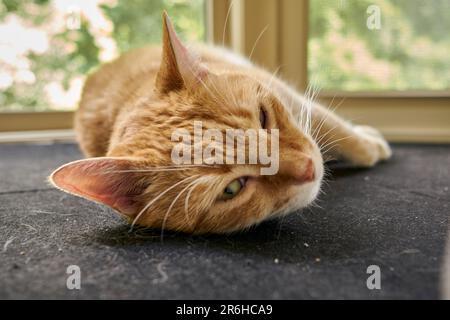 Ein orangefarbener männlicher Erwachsener Tabby Katzenlounge auf einer sonnigen Fensterbank. Stockfoto